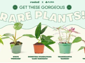Shark Tank Flora Giveaway