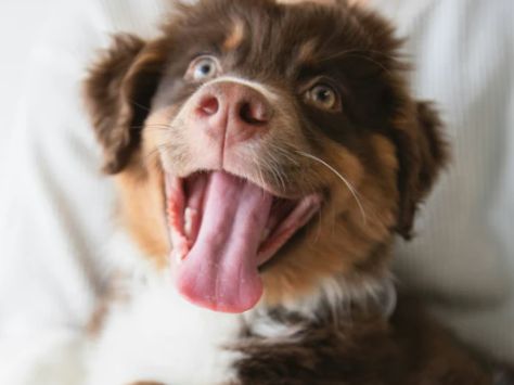 Bocce's National Puppy Day Giveaway