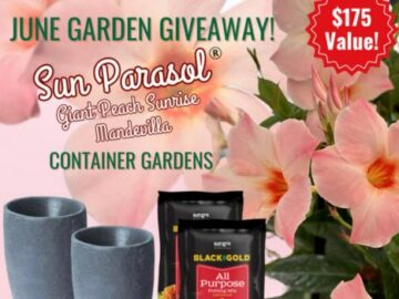 Black Gold June Garden Giveaway