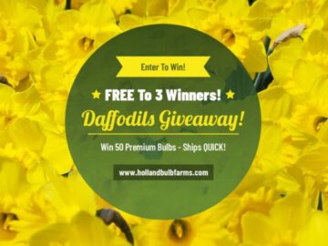 Holland Bulb Farms Daffodils Giveaway