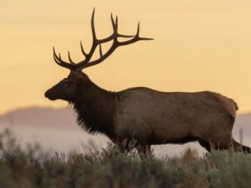 Sportsman's Warehouse Elk Hunt of a Lifetime Giveaway