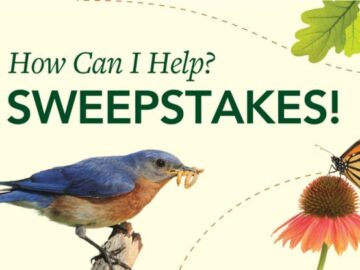 Hachette Book Group How Can I Help Sweepstakes