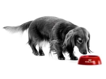 Royal Canin Spring Giveaway