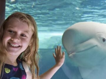 SeaWorld Baby Shark 10th Anniversary Sweepstakes